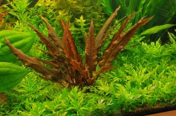 Cryptocoryne Mi oya Limited Edition  - In Vitro 1-2 grow!, Verzenden, Nieuw
