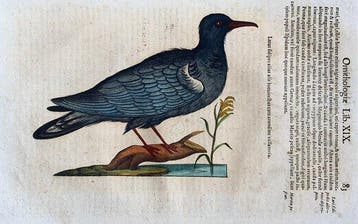 Larus fipides - 1603