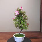 Rhododendron indicum - Hoogte (boom): 35 cm - Diepte (boom):
