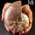 Extra kwaliteit fossiele schelp Reusachtig Fossiel Nautilus