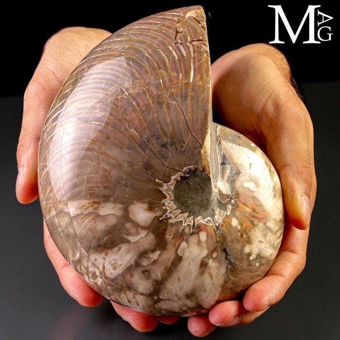 Extra kwaliteit fossiele schelp Reusachtig Fossiel Nautilus, Antiquités & Art, Curiosités & Brocante