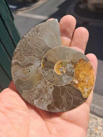 Ammonite - Animal fossilisé - Aioloceras (Cleoniceras) sp. -