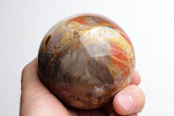 Gefossiliseerd hout, Verzamelen