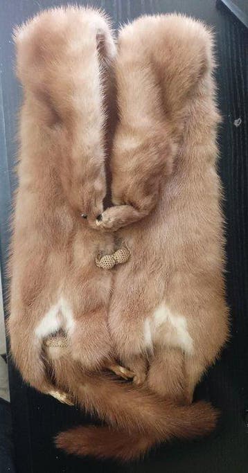 Nert in volle lengte Taxidermie volledige montage - Mustela, Nieuw
