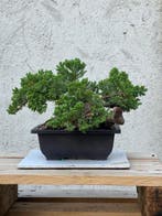 Jeneverbes bonsai (Juniperus) - Hoogte (boom): 30 cm -, Antiek en Kunst
