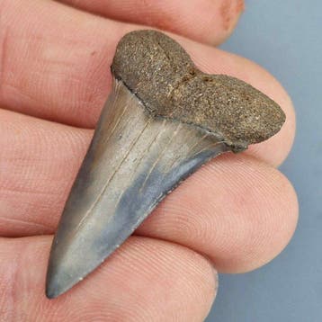 Fine Fossil serrated Sharks Teeth - Fossiele tand -
