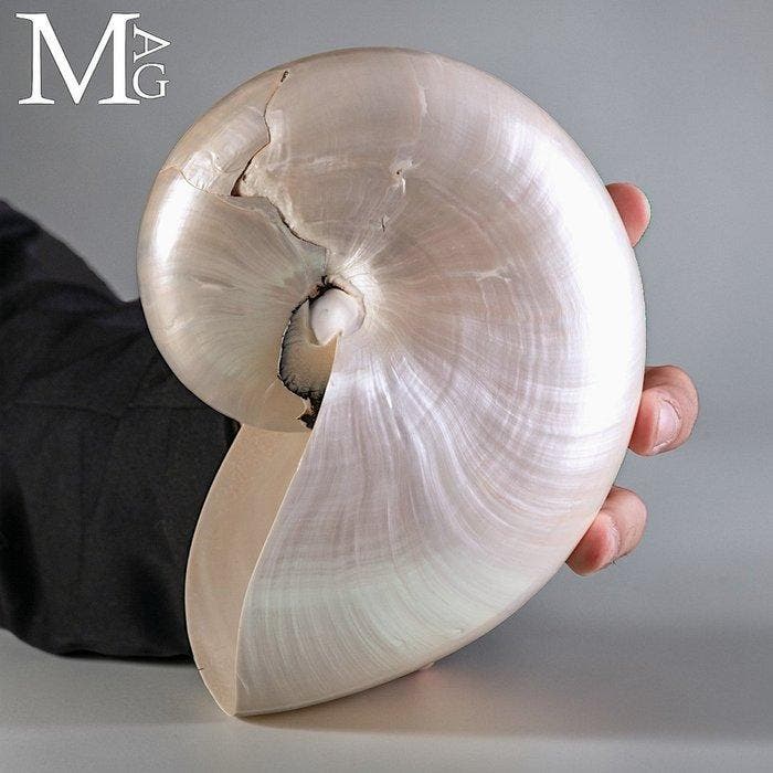 Nautilus Pompilius Gepolijste parelmoeren schelp 180 mm, Collections, Minéraux & Fossiles