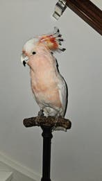 inca kaketoe Taxidermie volledige montage - Cacatua, Verzamelen, Nieuw