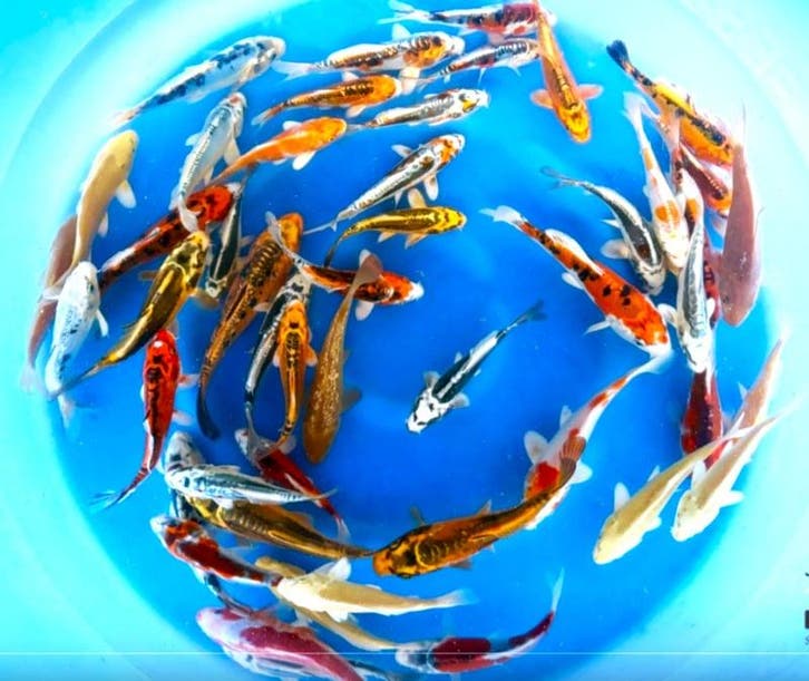 Yamasan (Yamazaki) 13-16cm (Japanse Koi), Jardin & Terrasse, Étangs, Enlèvement ou Envoi