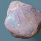 Opaliseerde schelp - Gefossiliseerde schelp - 25 mm - 20 mm