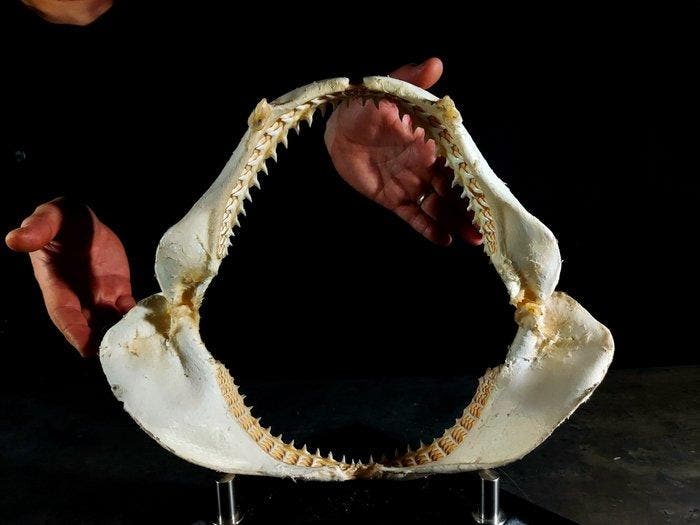 kaak van een bronskleurige haai Taxidermie volledige montage, Verzamelen, Dierenverzamelingen
