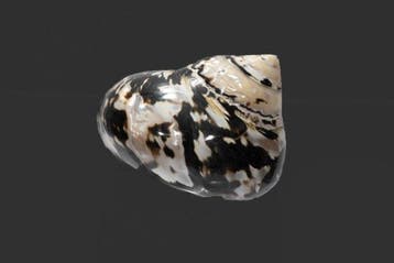 Cittarium pica (Turbo) - Magpie-standschelp - Uitzonderlijk