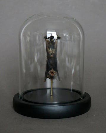 Vleermuis Taxidermie volledige montage - Pipistrelus sp. -, Nieuw