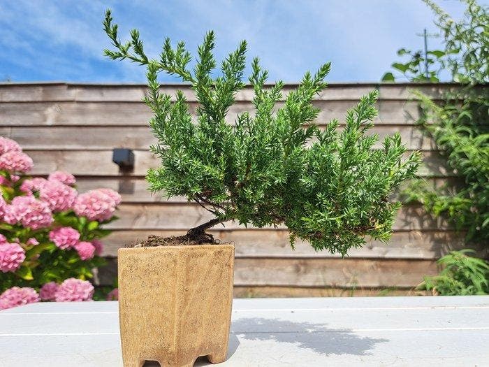 Jeneverbes bonsai (Juniperus) - Hoogte (boom): 15 cm -, Antiek en Kunst, Curiosa en Brocante