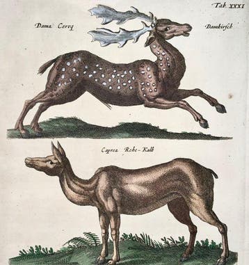 Matthäus Merian (1593-1650) - Folio: Fallow Deer, Roe Deer,
