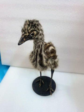 Émeu Support de corps entier pour taxidermie - emu - 43 cm -