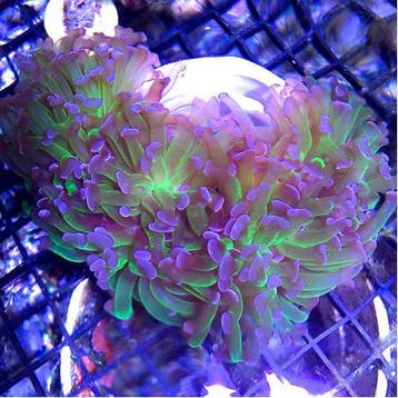 Euphyllia Paraancora (Groen/Paars) (2 koppen)