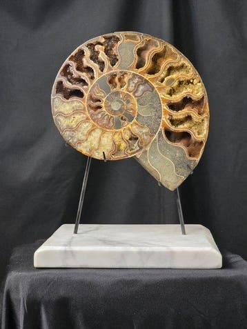 Ammonite - Animal fossilisé - Aioloceras (Cleoniceras) sp.