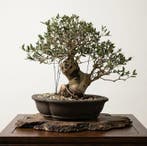 Bonsai van Olijfboom (Olea) - Hoogte (boom): 44 cm - Diepte