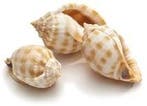 Cassis Bandatum Schelpen 8 cm 5 stuks, Nieuw