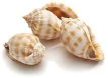 Cassis Bandatum Schelpen 8 cm 5 stuks, Nieuw