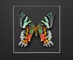Papillon Support de corps entier pour taxidermie - Urania