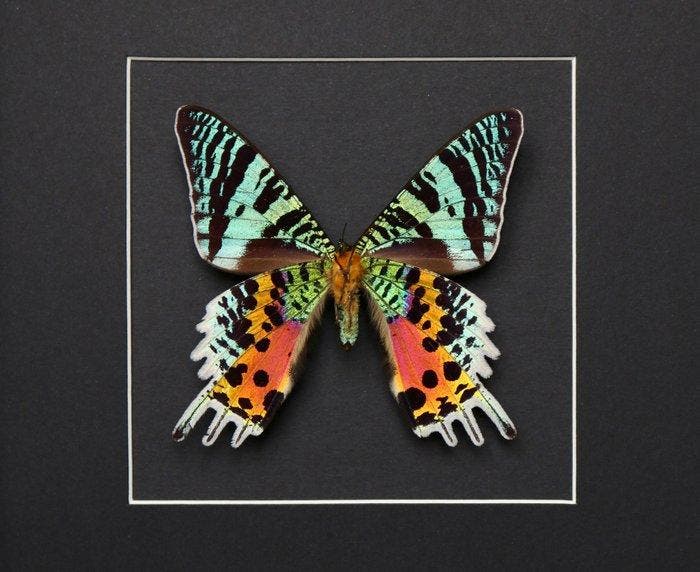 Papillon Support de corps entier pour taxidermie - Urania, Collections, Collections Animaux