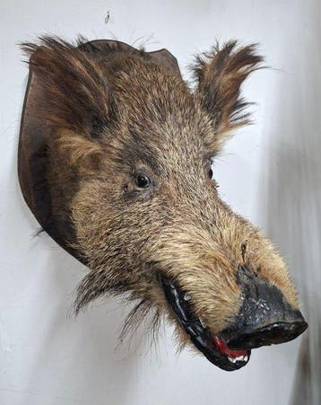 Sanglier Support mural pour taxidermie - sus scrova - 60 cm, Collections