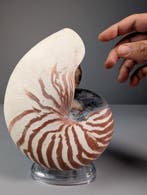 Nautile à chambres Coquillage marin - Nautilus pompilius, Nieuw