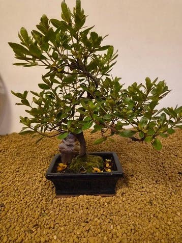 Azalea bonsai (Rhododendron) - Hoogte (boom): 32 cm - Diepte