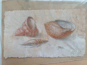 École italienne (XIX), D’après - Cinchiglie e insetti, Antiquités & Art, Art | Peinture | Classique