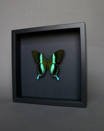 Papillon Support de corps entier pour taxidermie - Papilio