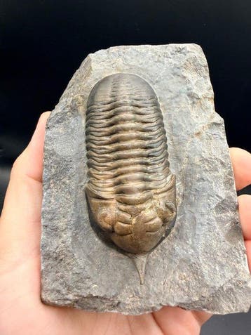 Trilobiet - Gefossiliseerd dier - Morocconite malladoides -
