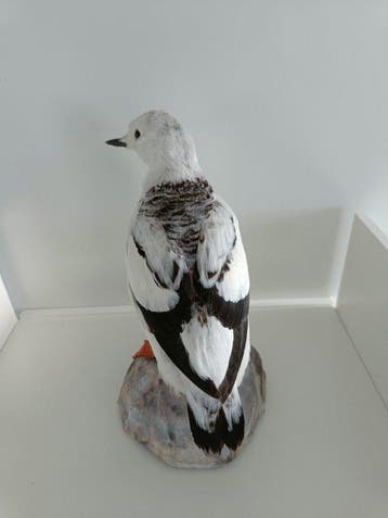 Mandts alk Taxidermie volledige montage - Cepphus grylle, Nieuw