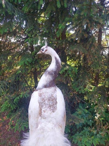 Pauw Taxidermie volledige montage - (Pavo cristatus) - 180, Nieuw