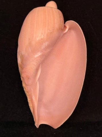 Escargot de mer Coquillage marin - S-531 CYMBIUM OLLA (Sans