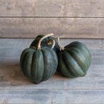 Porto Moschata pompoen zaden, Nieuw