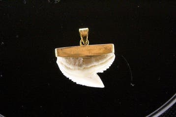 Pendentif dent de requin-tigre Dent - Galeocerdo cuvier -, Collections