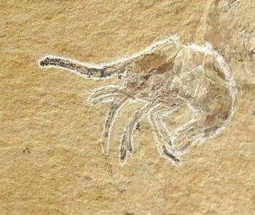 Très détaillé - dalle avec des crevettes fossilisées -