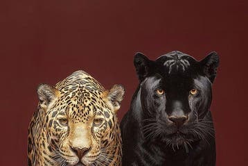 Yamila - Dualidad Ancestral: Jaguar y Pantera en Oro