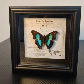 Papillon Support de corps entier pour taxidermie - Doxocopa