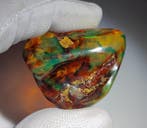 FOSSlL-AMAZING!! Ambre dominicain de 55 ct, prix sans