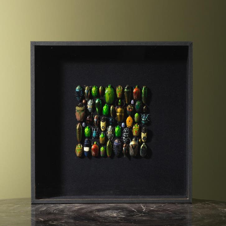 Kevers in Lijst Taxidermie Opgezette Dieren By Max, Collections, Collections Animaux, Enlèvement ou Envoi