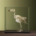Lammergier Skelet Taxidermie Opgezette Dieren By Max, Ophalen of Verzenden, Nieuw, Vogel, Opgezet dier