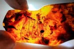FOSSlL-AMAZING!! Dominicaans amber- 27 g, Verzamelen
