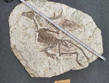 Bid vogel-50cm - Gefossiliseerd dier - Confuciusornis - 65