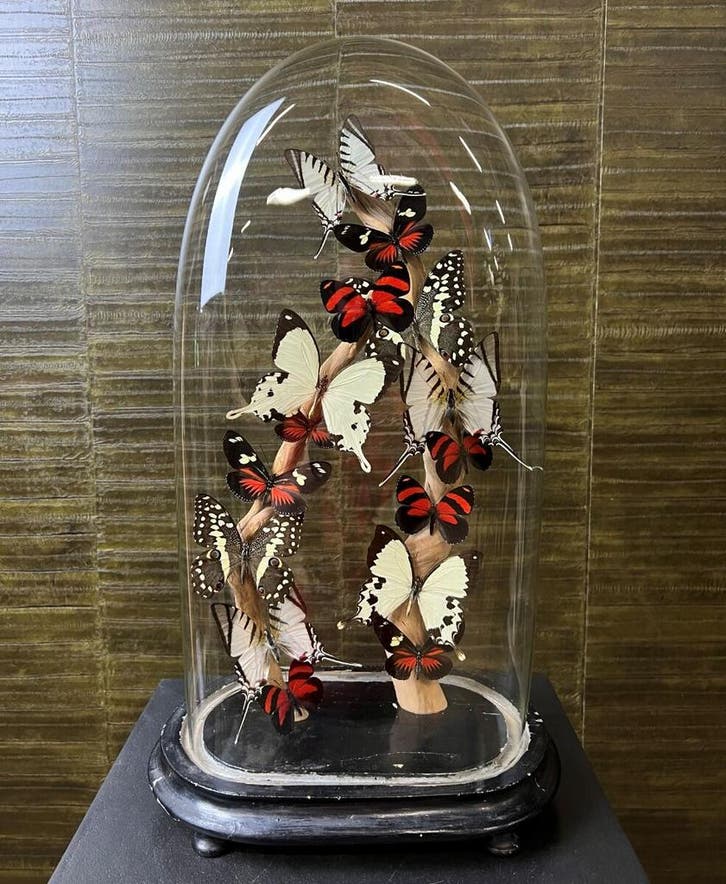 Vlinders in Stolp Taxidermie Opgezette Dieren By Max, Collections, Collections Animaux, Enlèvement ou Envoi