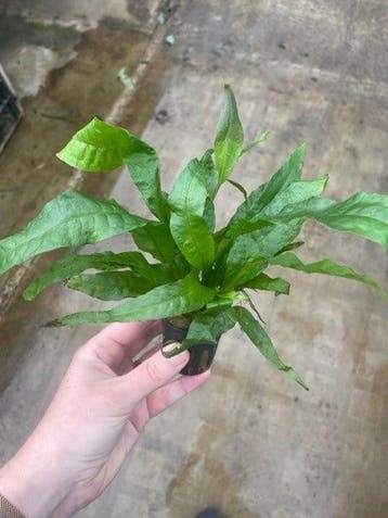 Microsorum Narrow Leaf (Aquariumplanten, Aquarium producten), Dieren en Toebehoren, Verzenden, Nieuw, Plant(en), Steen of Hout