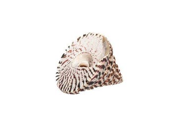 Doopvontschelp Koraal - Rochia nilotica XXL (Tectus) |, Verzamelen, Nieuw