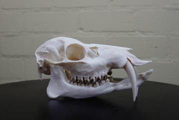 Chinese waterree Schedel - Hydropotes inermis - 7.5 cm - 7.5, Collections, Collections Animaux